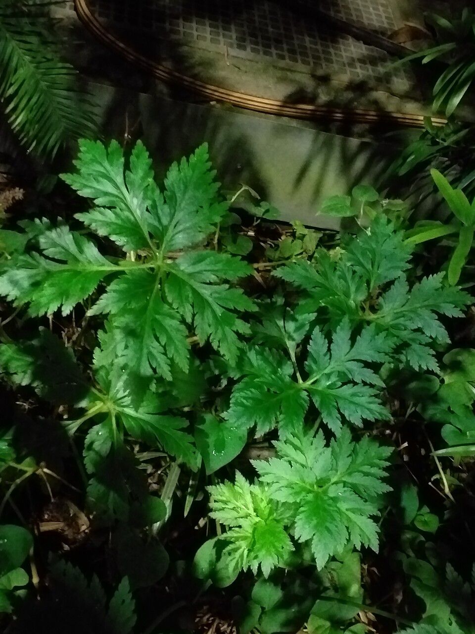 Geranium palmatum — search result for 'Geranium'