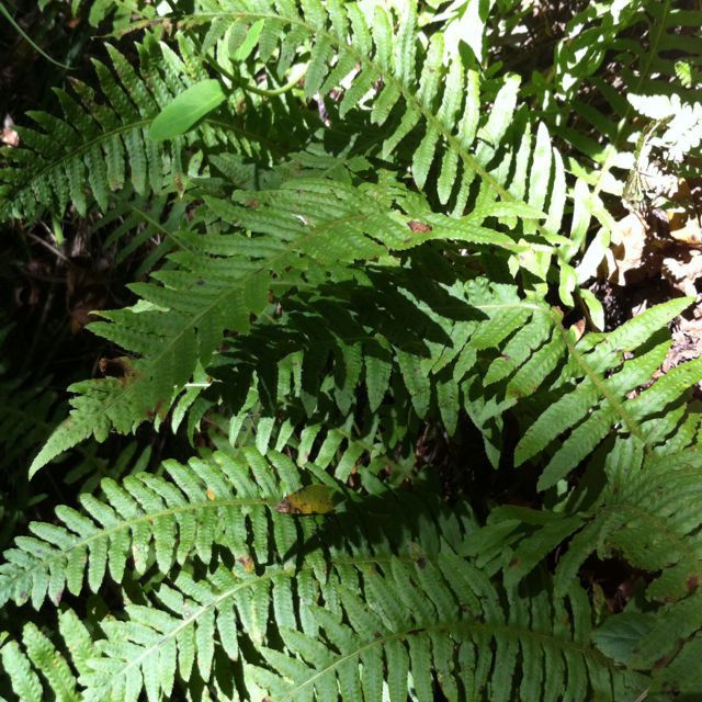 Polypodium californicum habit