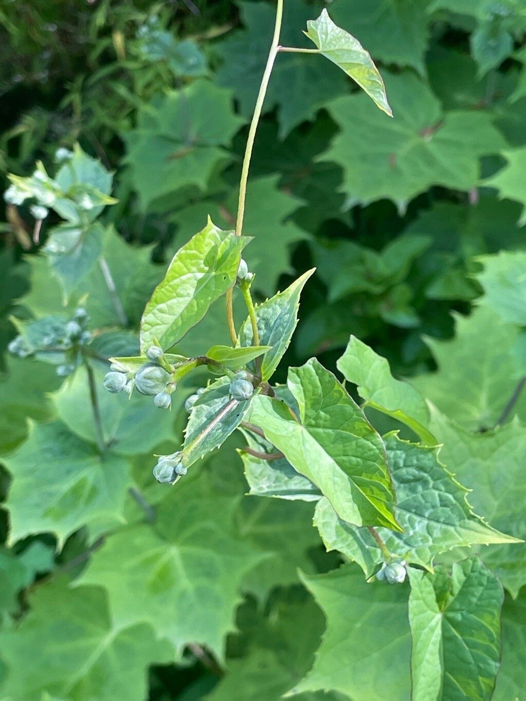 Kirengeshoma palmata leaf