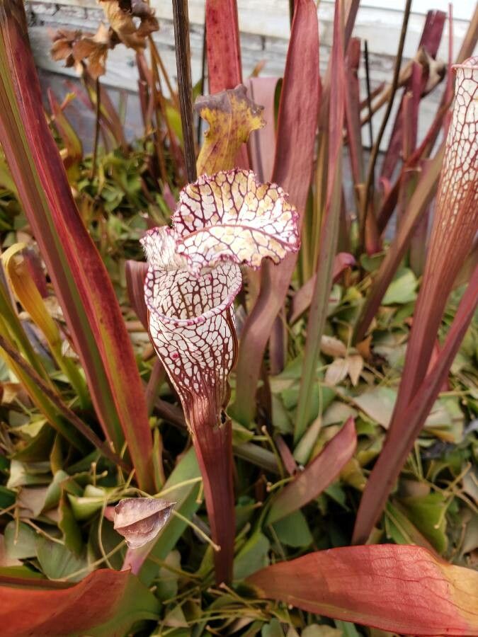 Sarracenia leucophylla