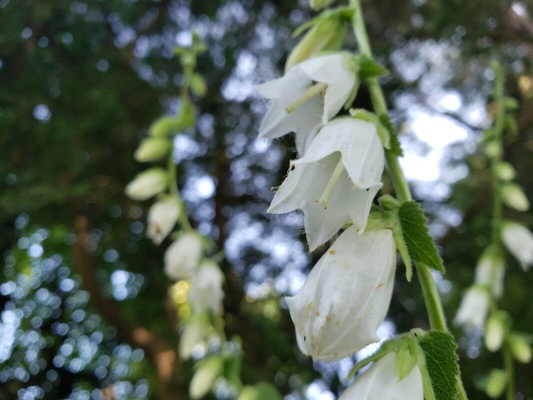 Campanula alliariifolia flower