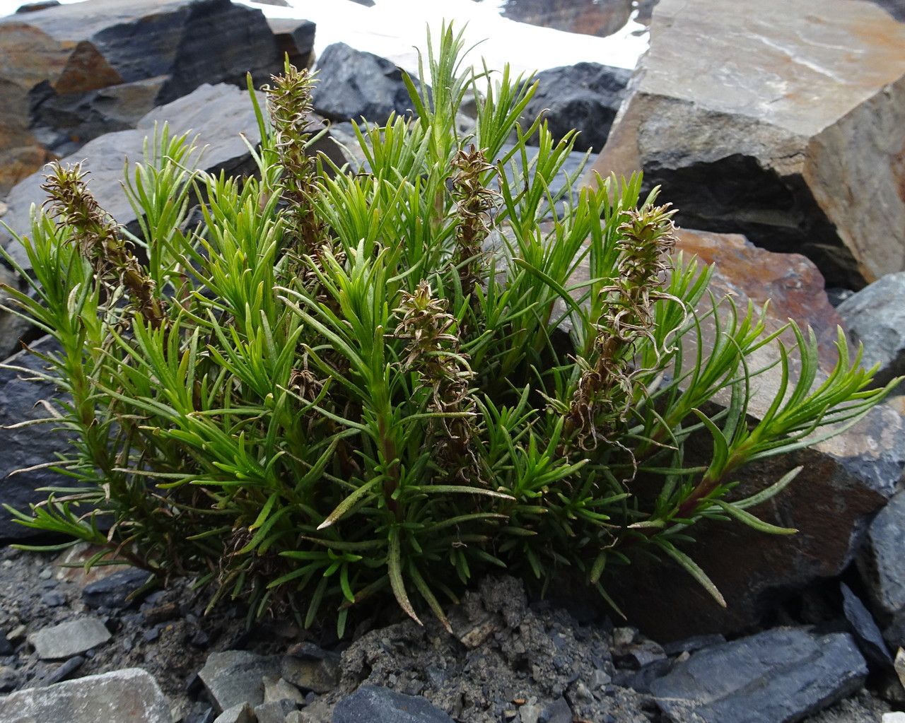 Senecio pentlandianus habit