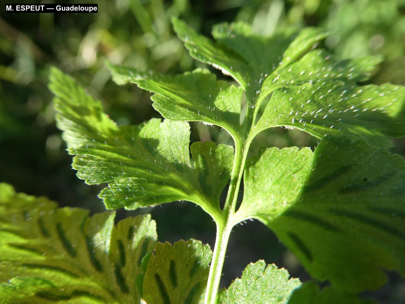 Asplenium pumilum leaf