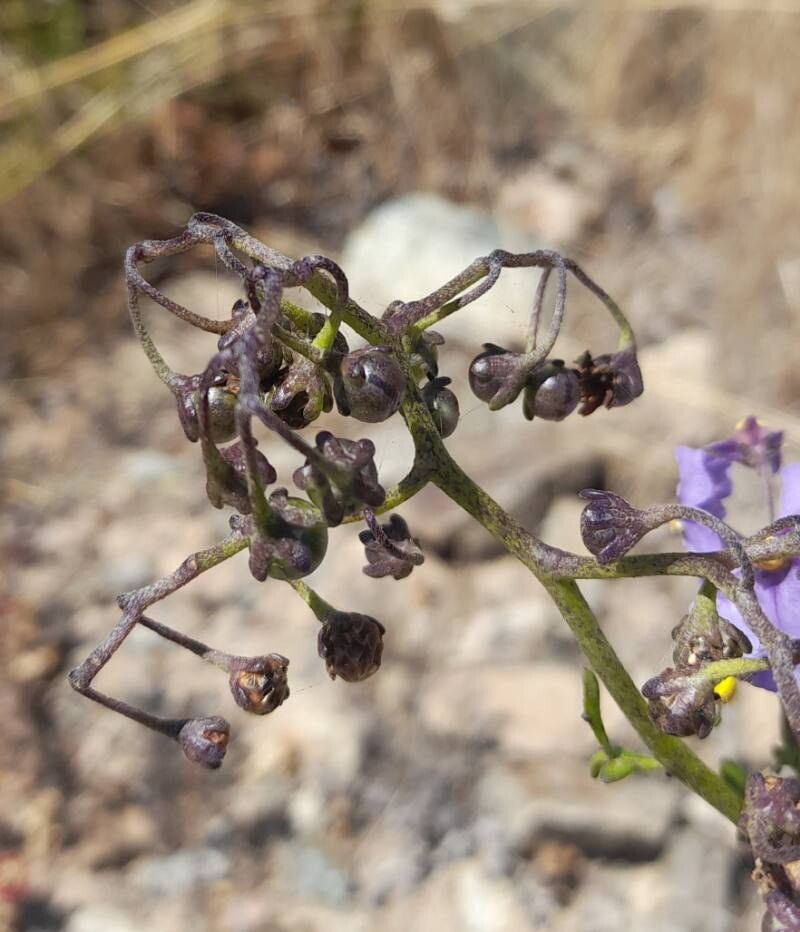 Solanum pinnatum fruit