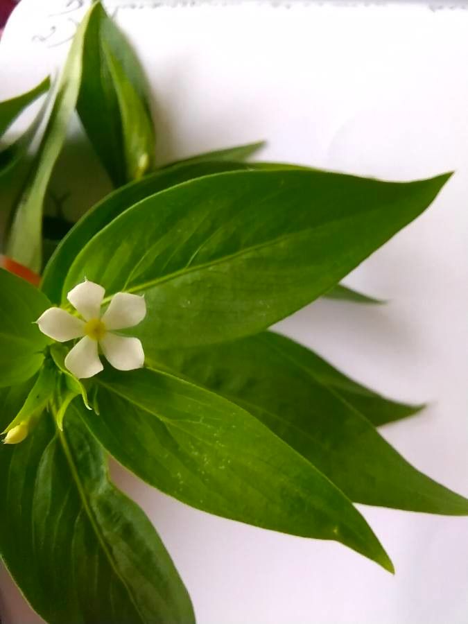 Catharanthus pusillus leaf