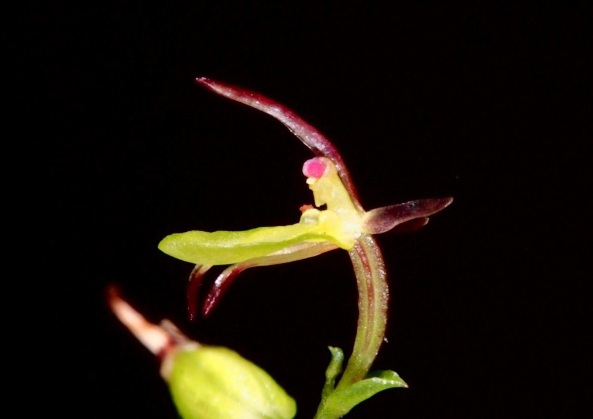 Acianthus aegeridantennatus flower