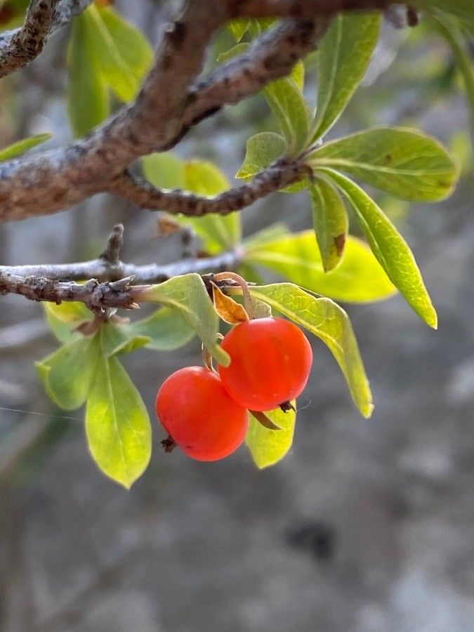 Lonicera pyrenaica fruit