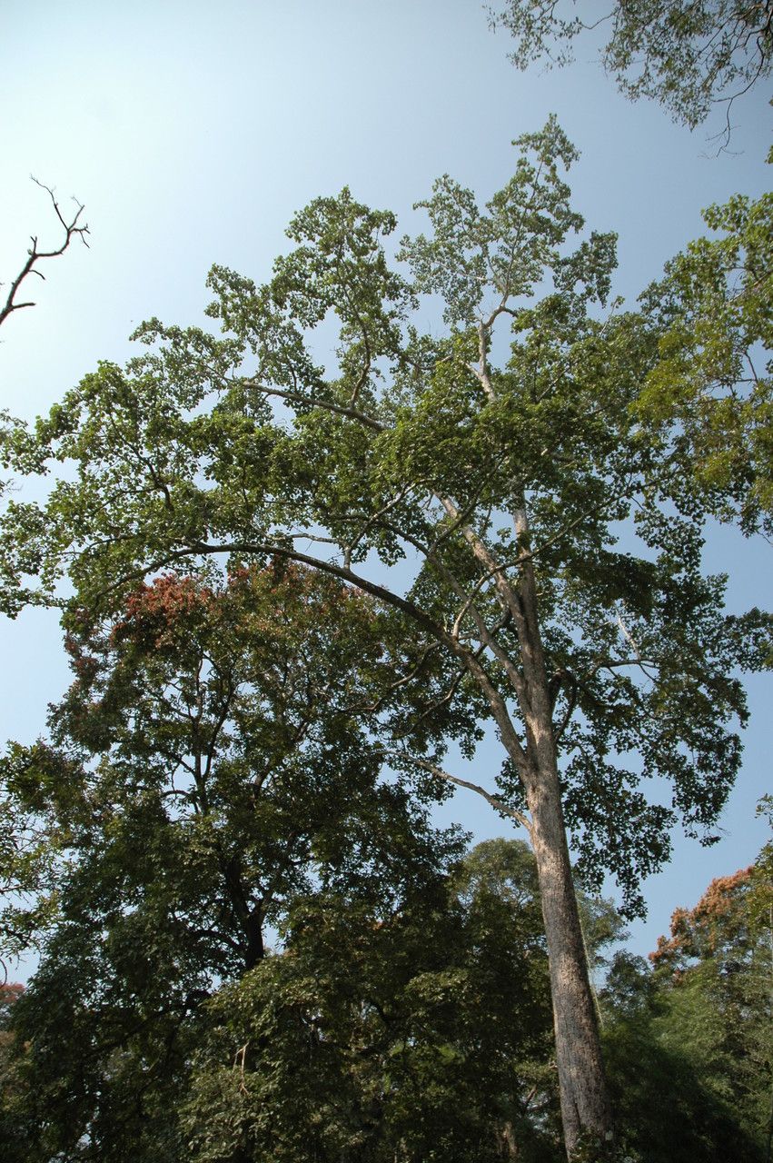 Adina cordifolia habit