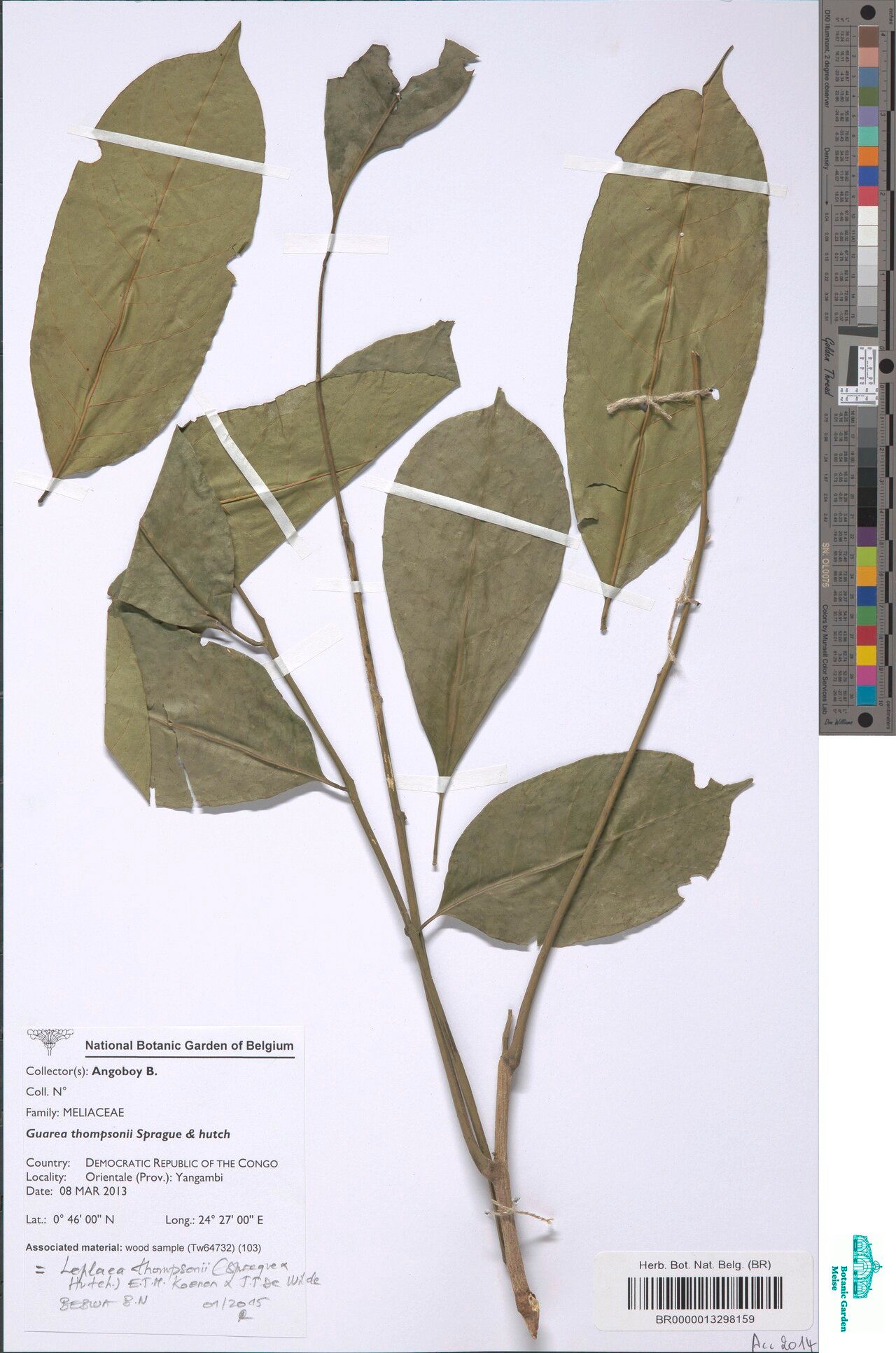 Leplaea laurentii — related species from the same genus