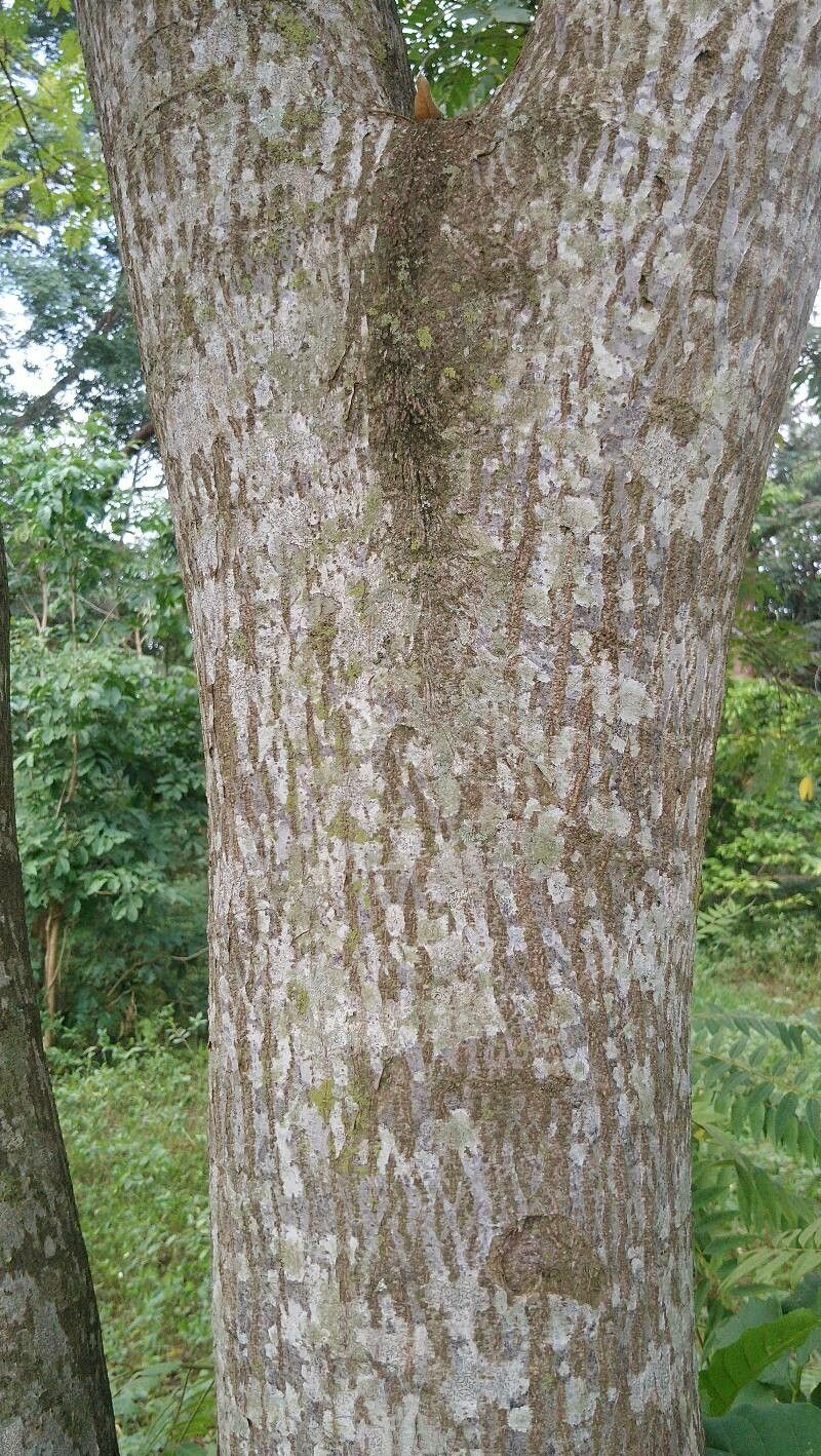 Senna spectabilis bark
