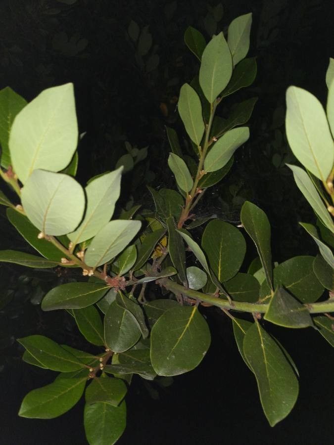 Quercus engelmannii — houseplant care guide