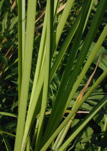 Carex laeviconica — houseplant care guide