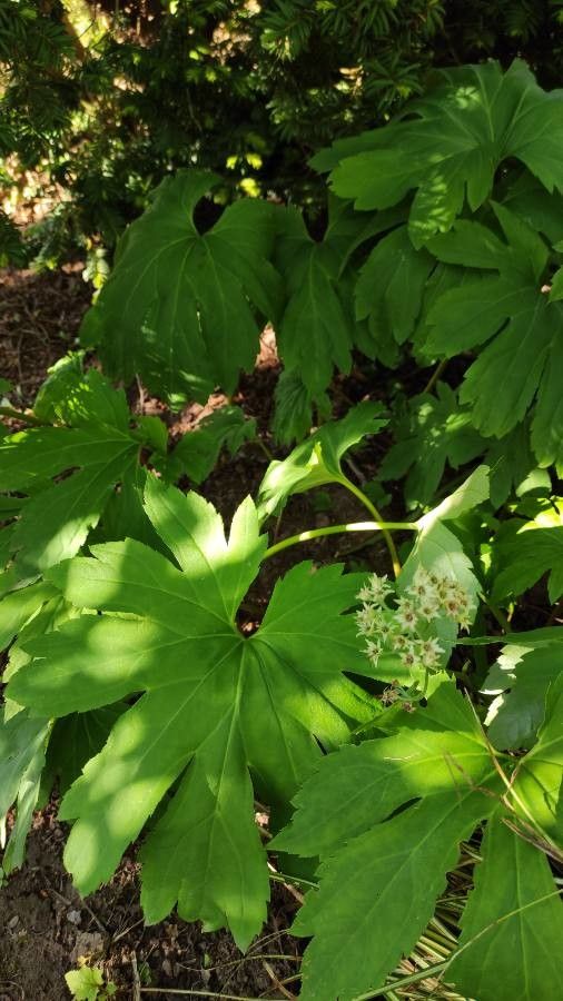 Mukdenia rossii habit
