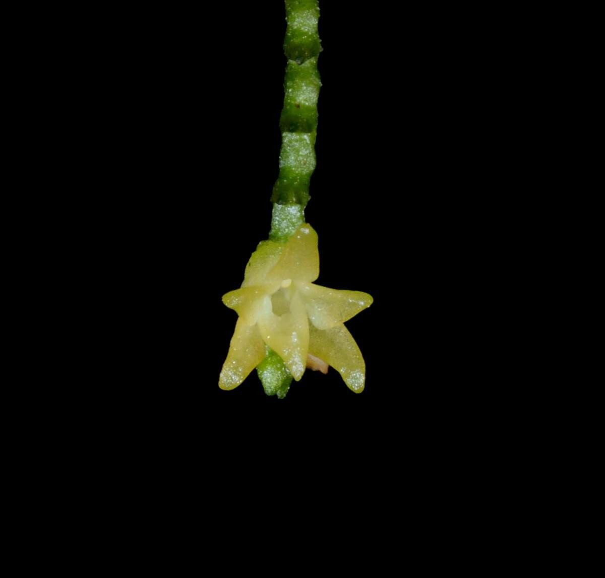 Taeniophyllum graptolitum — related species from the same genus