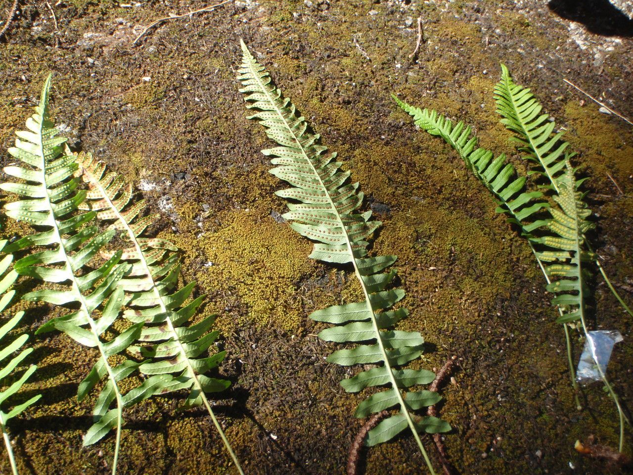 Polypodium x mantoniae habit