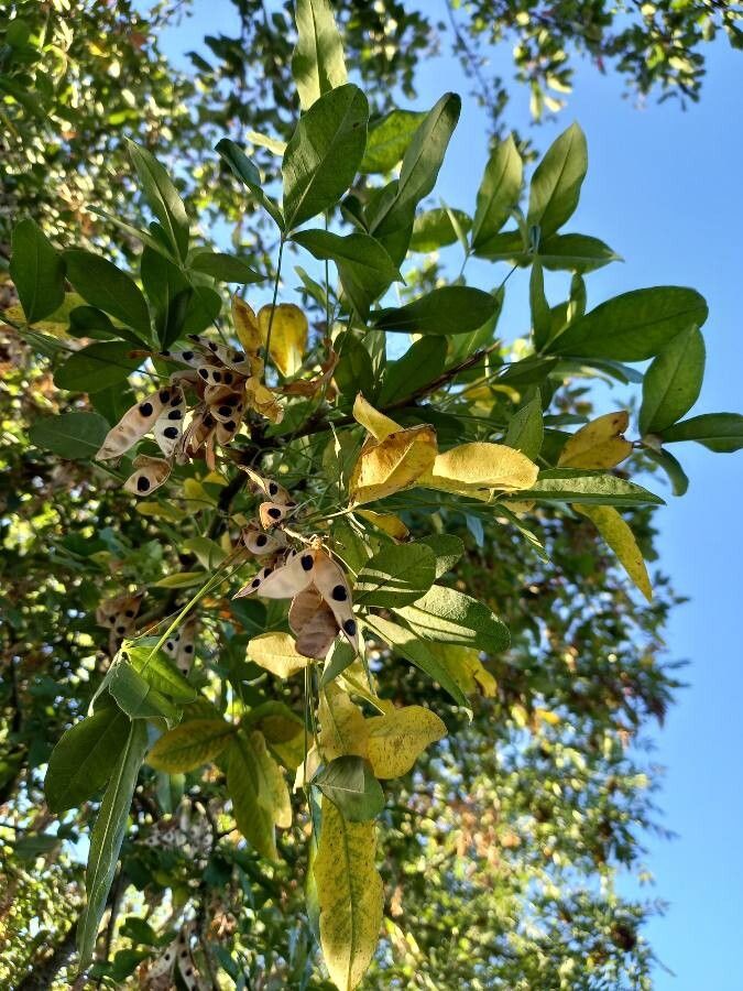 Fraxinus velutina fruit