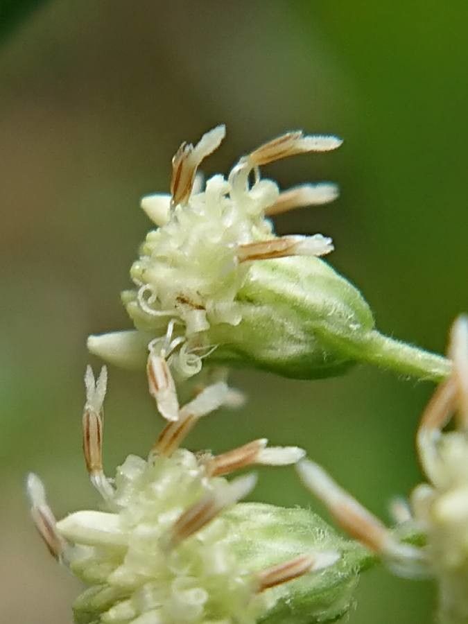Baccharis anomala flower