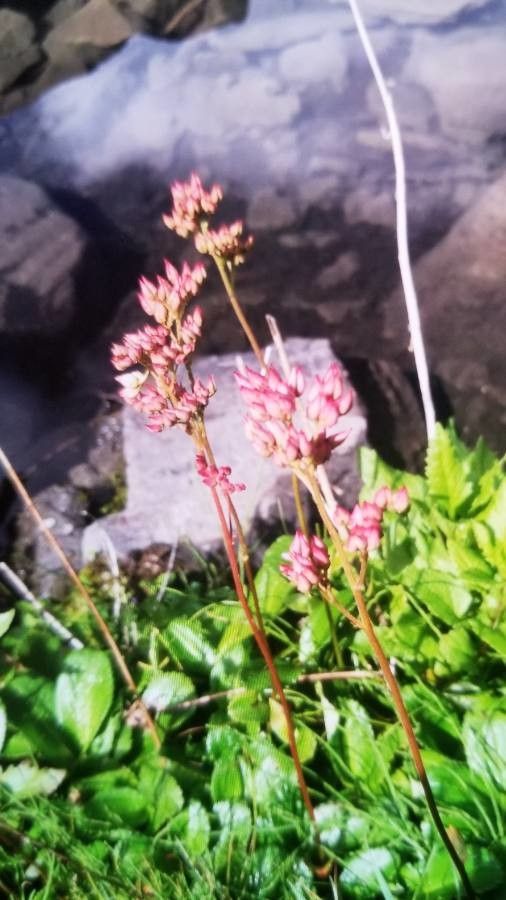 Leptarrhena pyrolifolia flower