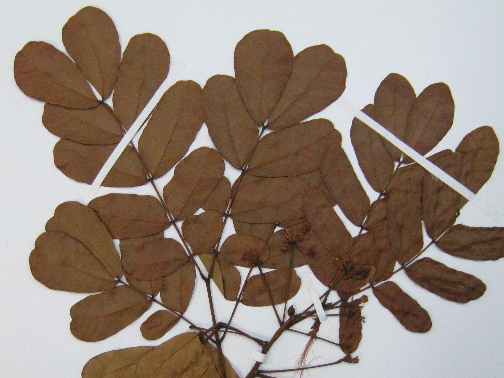 Jupunba gallorum flower