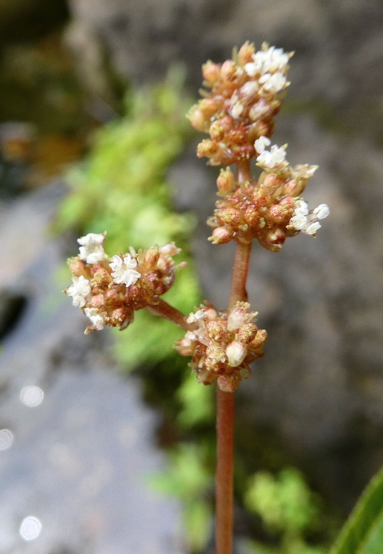 Pilea forsythiana flower