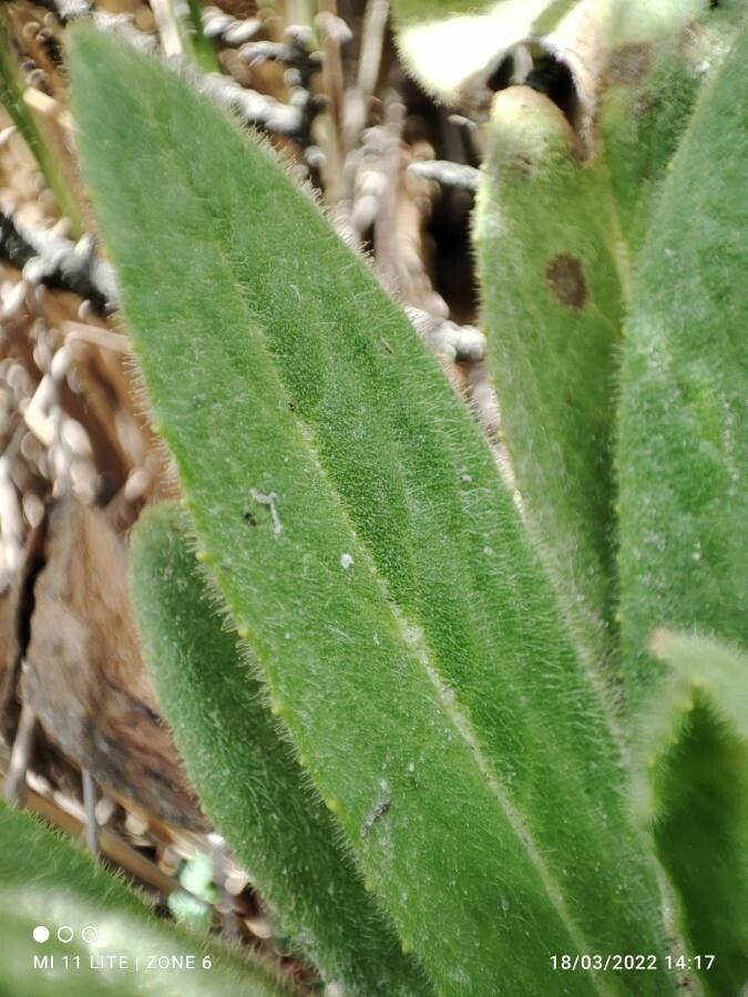 Senecio isabelis leaf