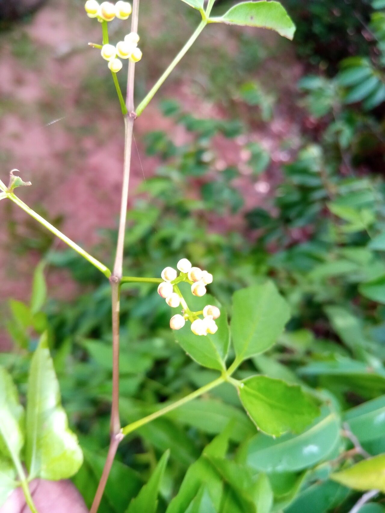 Cissus ambongensis flower