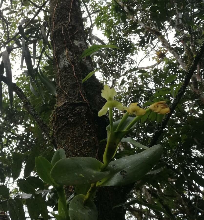 Epidendrum hunterianum — search result for 'Epidendrum'