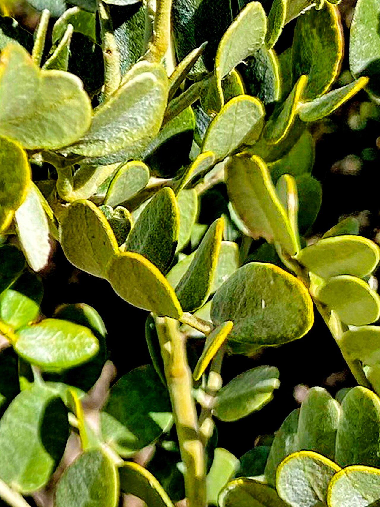Dermatophyllum gypsophilum — related species from the same genus