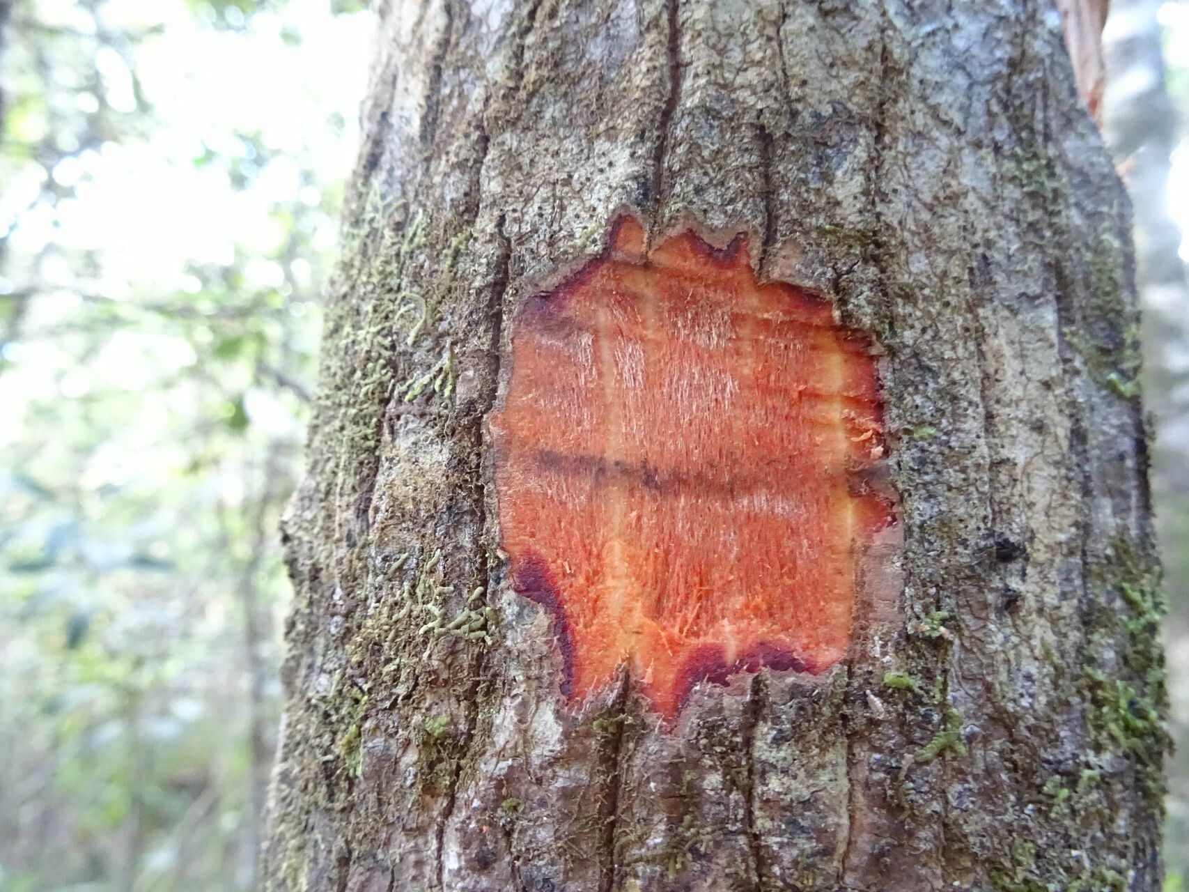 Quintinia minor bark