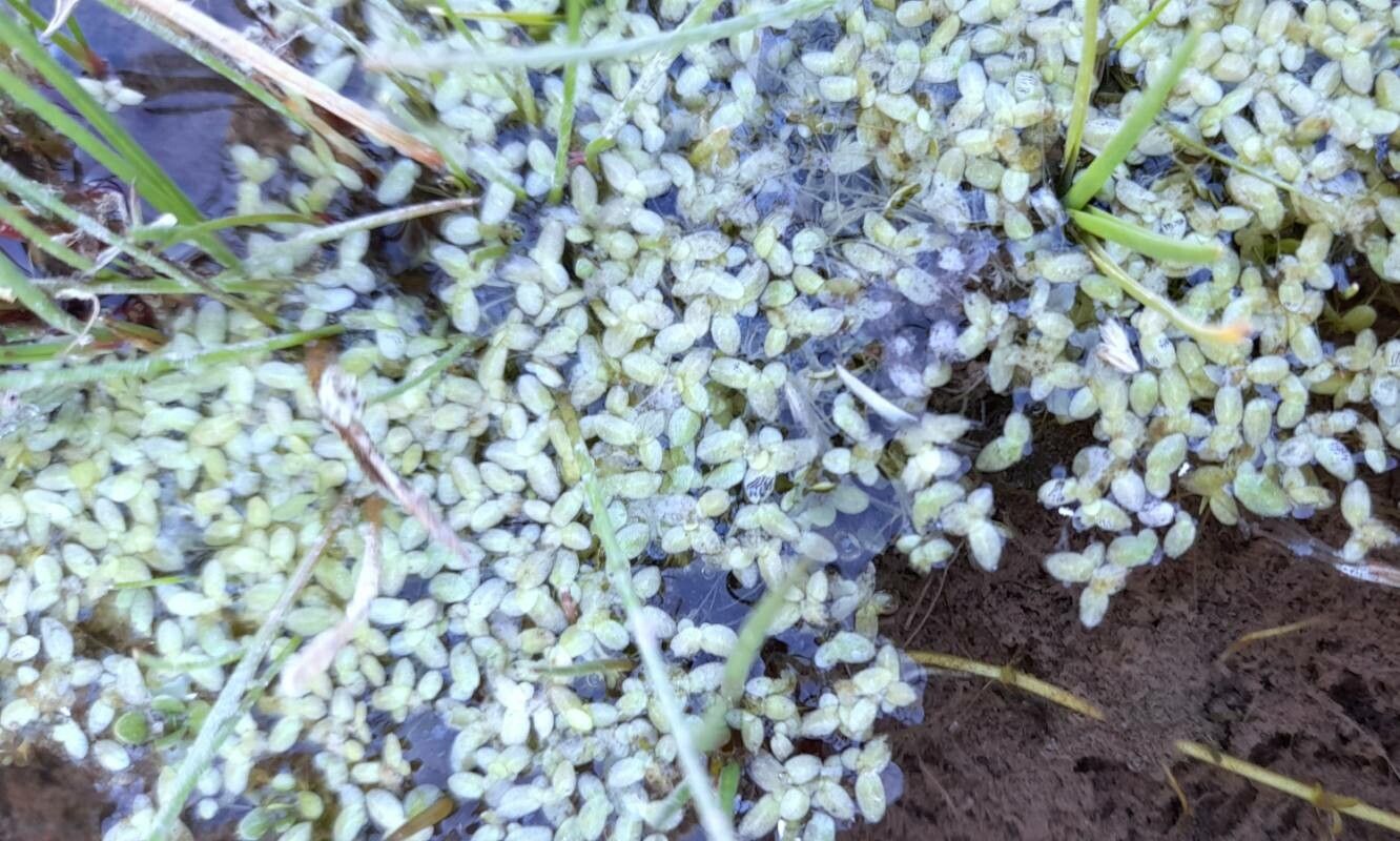 Lemna valdiviana habit