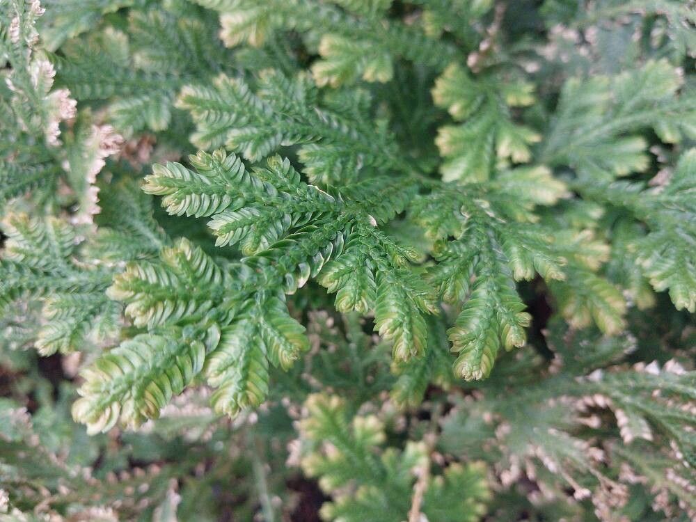 Selaginella eublepharis — houseplant care guide