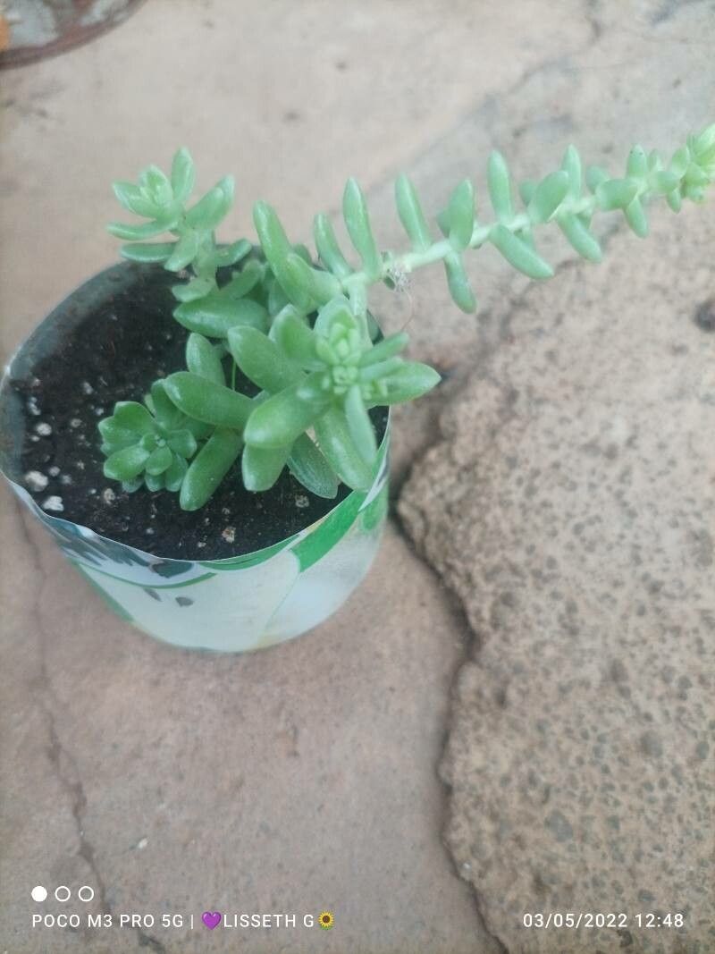 Sedum hemsleanum — houseplant care guide