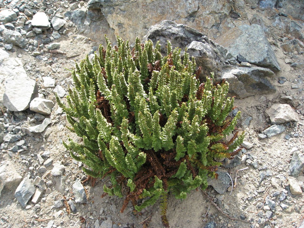 Polystichum lemmonii habit