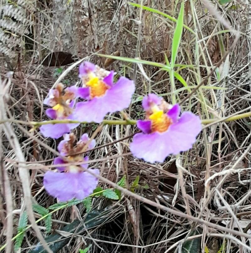 Tolumnia scandens flower