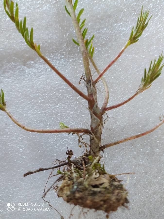 Petrosedum amplexicaule bark