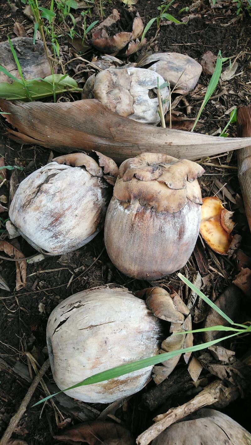 Borassus aethiopum fruit