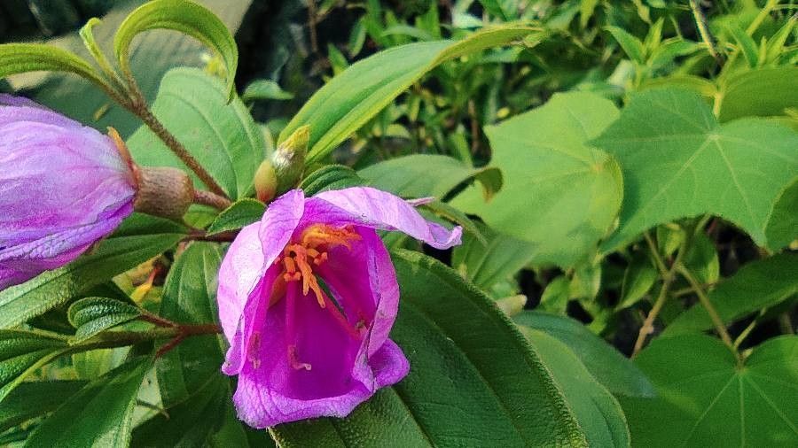 Melastoma polyanthum flower