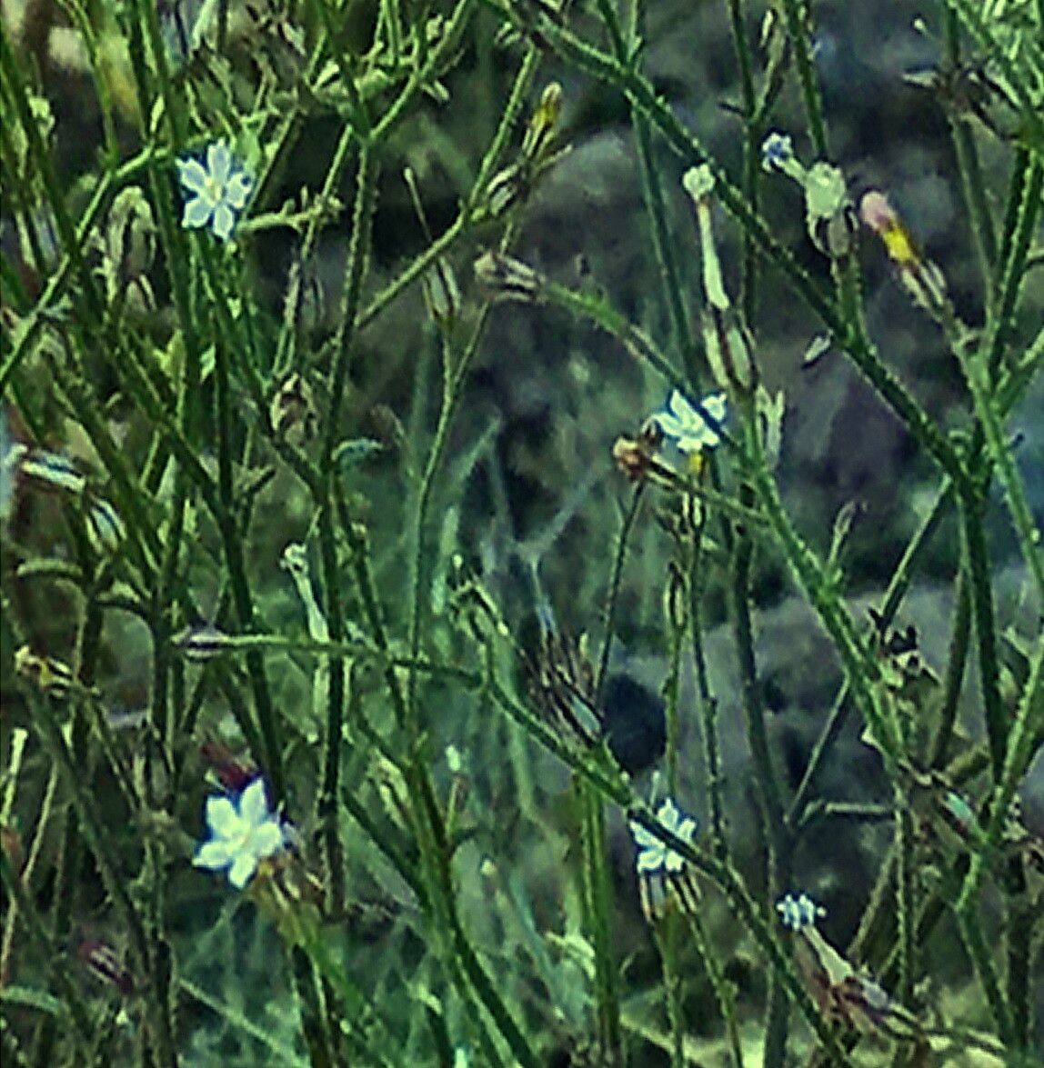 Aliciella leptomeria — search result for 'Gilia'