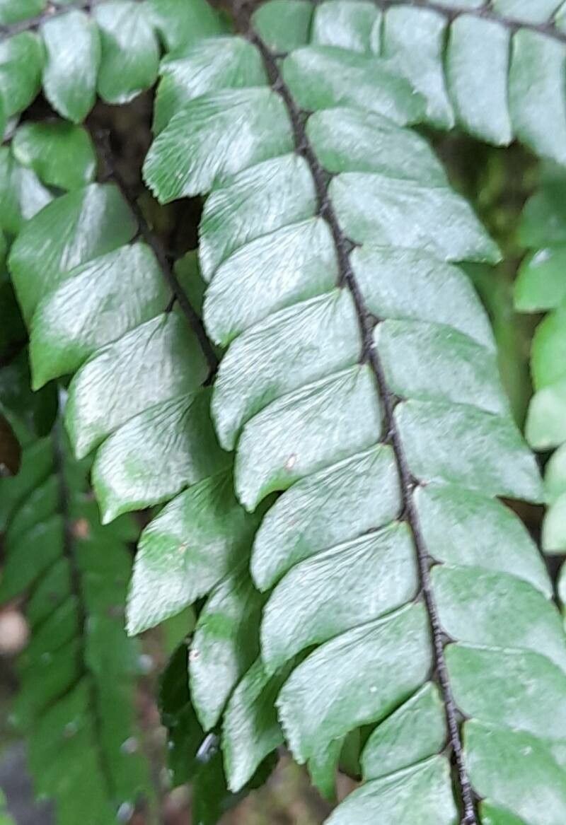 Adiantum pulverulentum — search result for 'Adiantum'