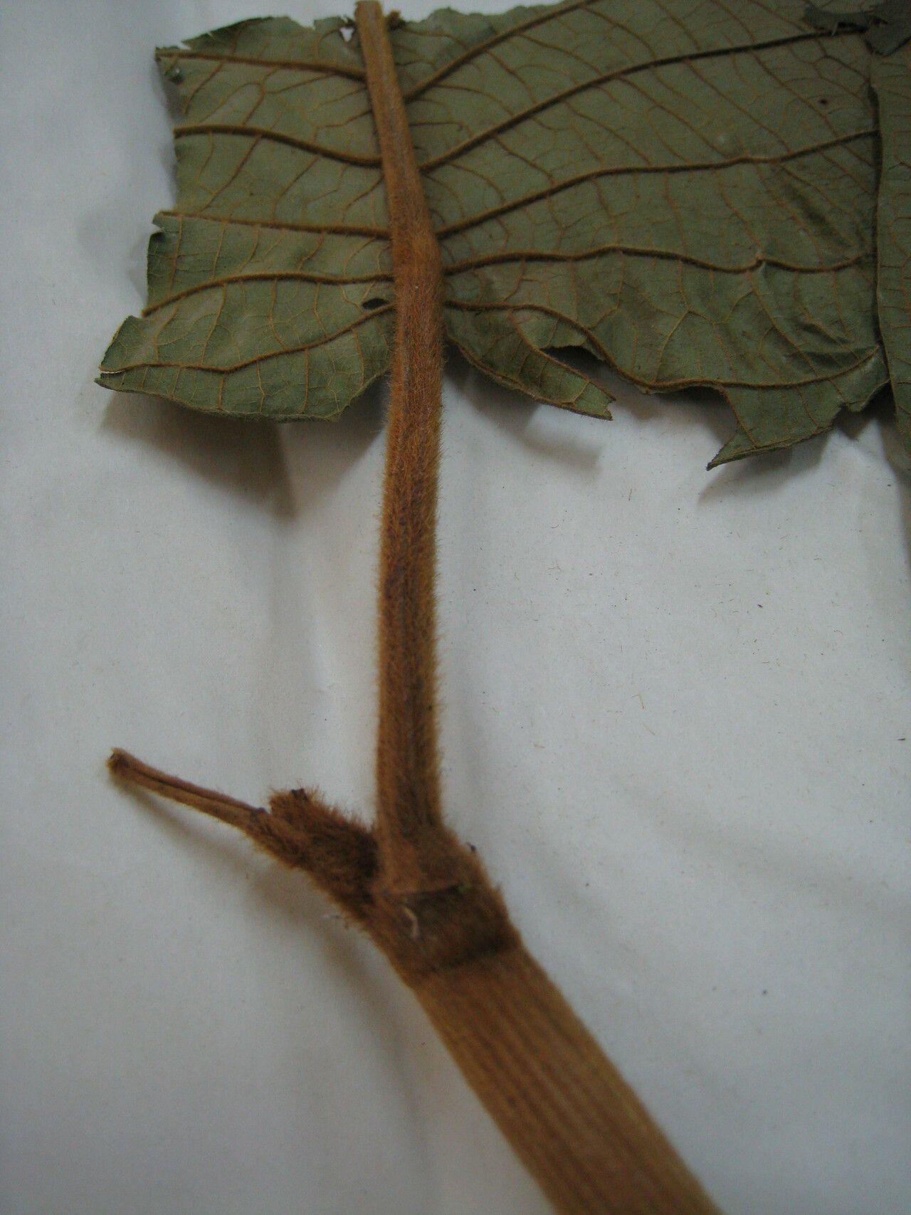 Coccoloba mollis other