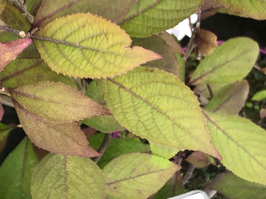 Callicarpa japonica leaf