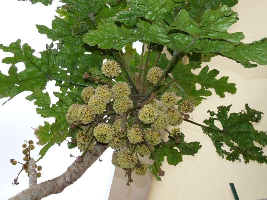 Trevesia palmata flower