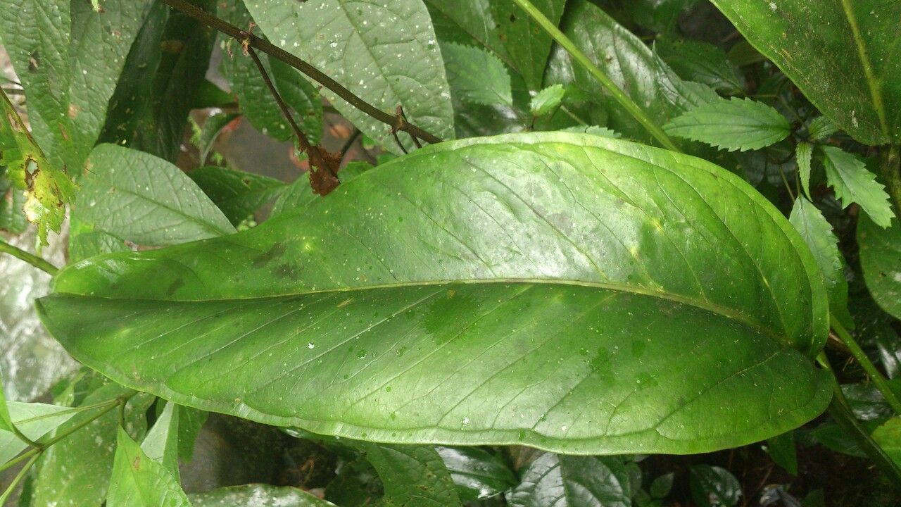 Anthurium acutangulum