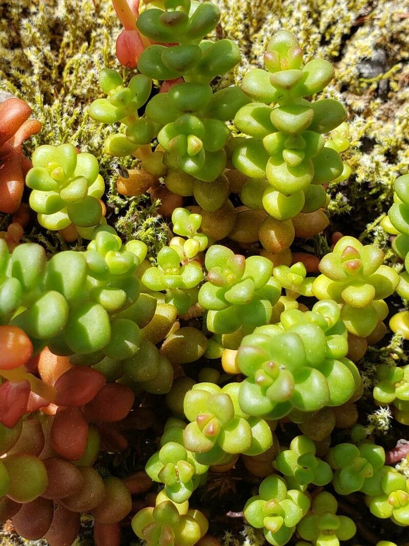 Sedum divergens — houseplant care guide