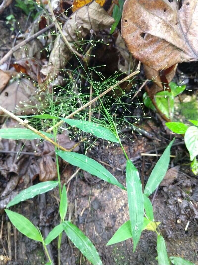 Panicum trichanthum leaf