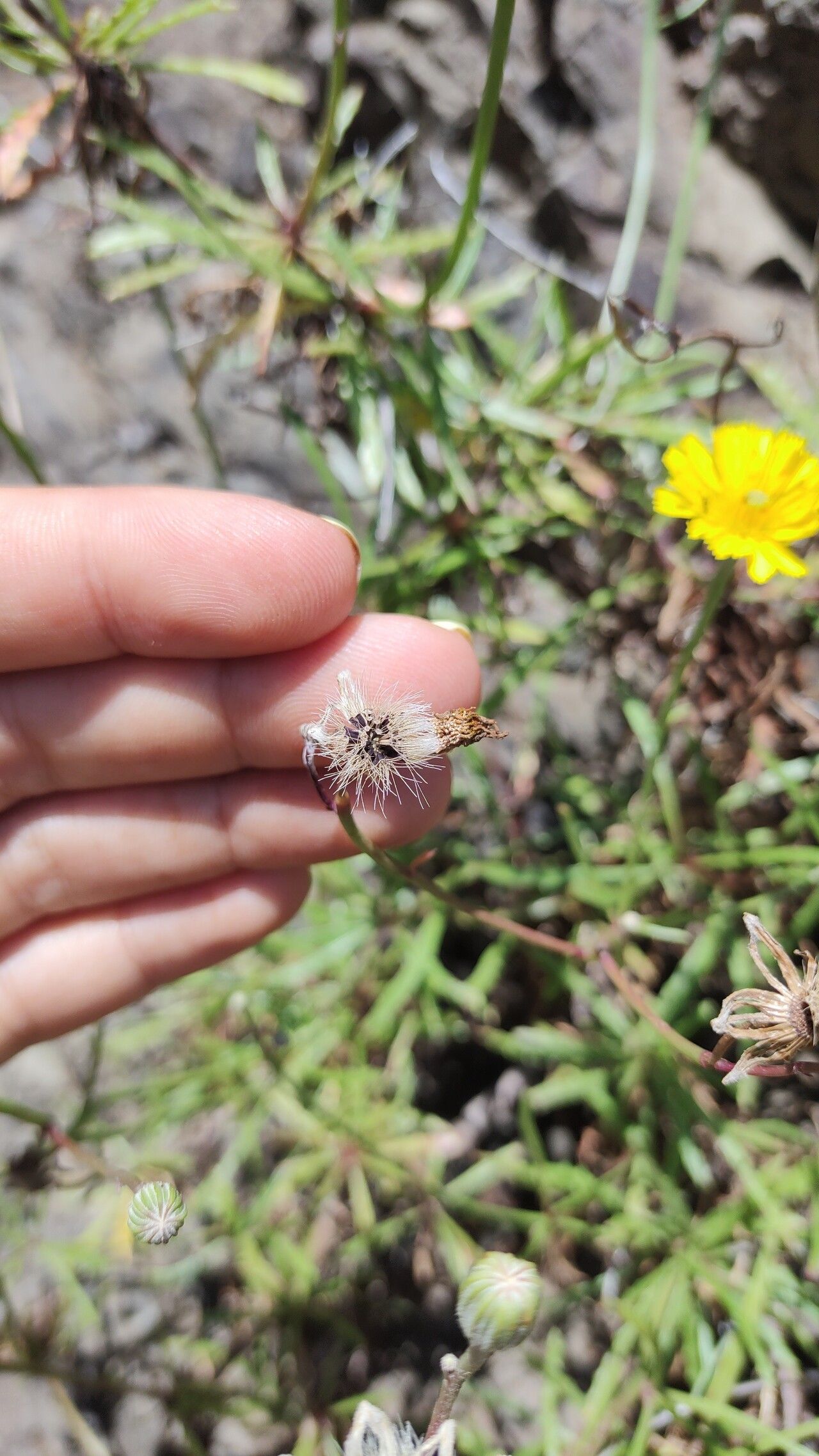 Tolpis succulenta fruit