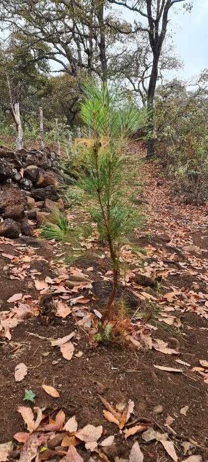 Pinus oocarpa — search result for 'Honduras'