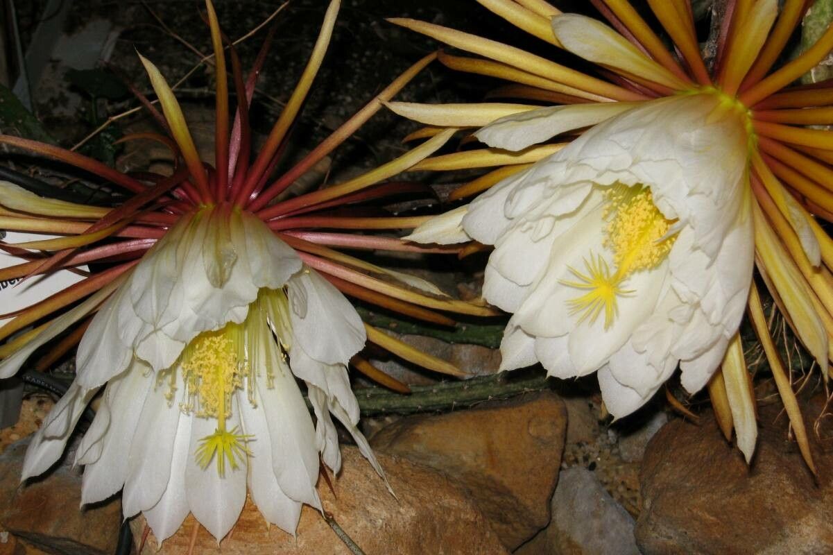 Selenicereus grandiflorus flower