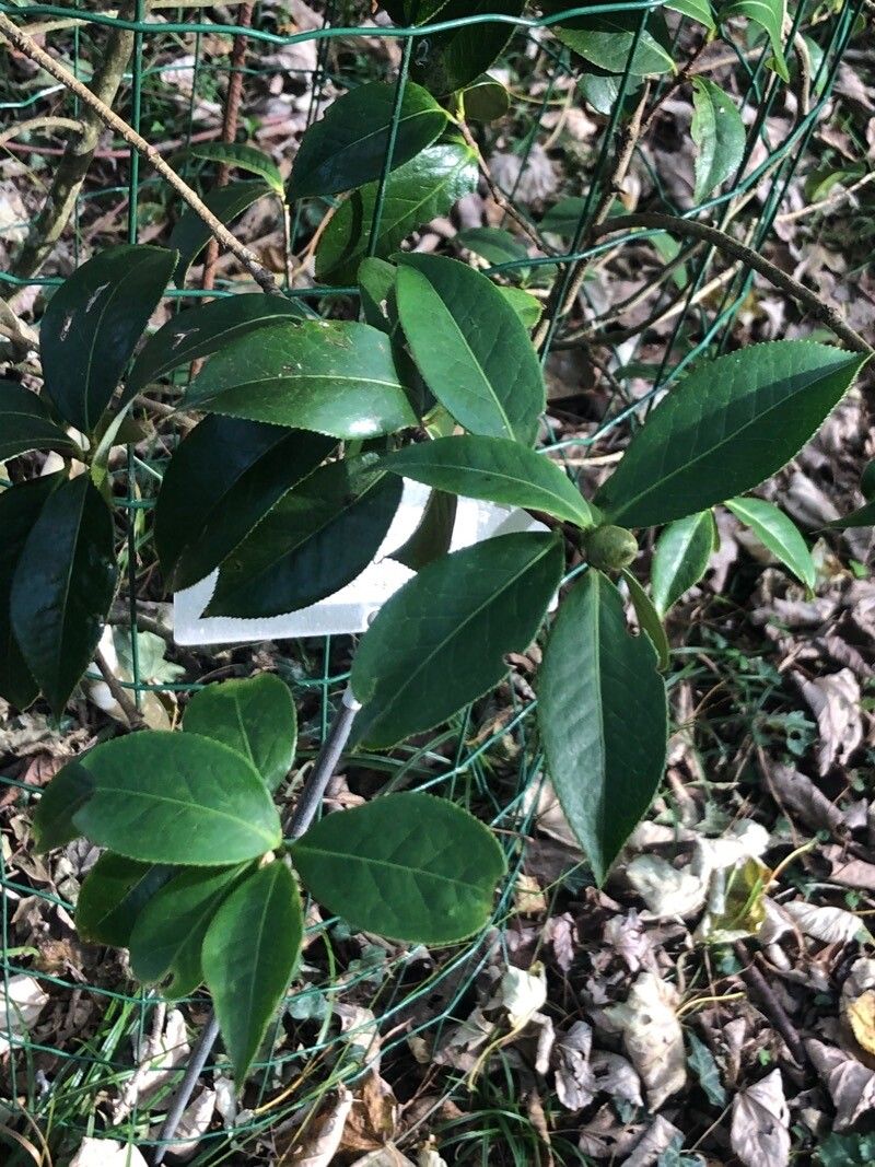 Camellia pitardii — search result for 'Camellia'