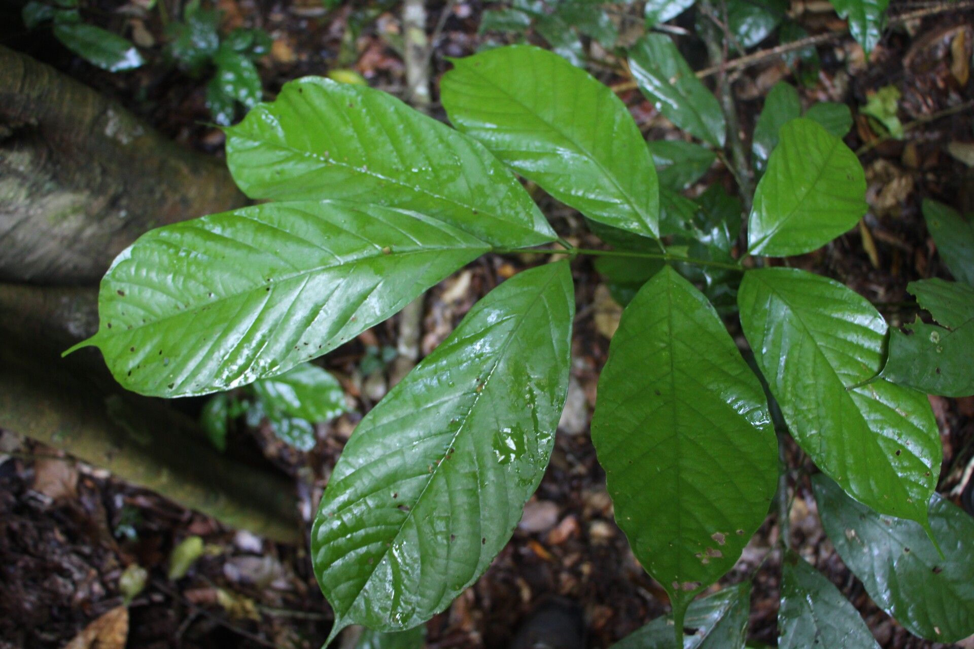 Millettia barteri — related species from the same genus